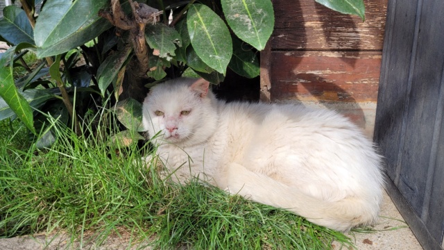 HONEY - Blanc FIV+ (2015) Honey_19