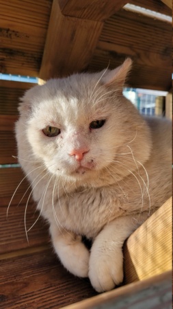 HONEY - Blanc FIV+ (2015) Honey_20