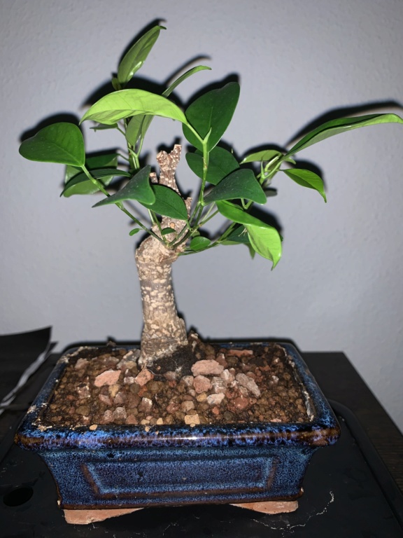 Ficus Retusa muy débil Img_1810