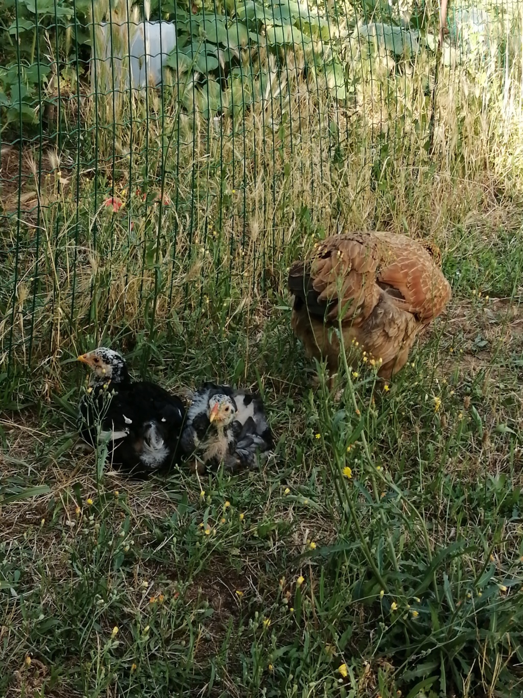 Poussins rejetés par leur mère  Img_2030