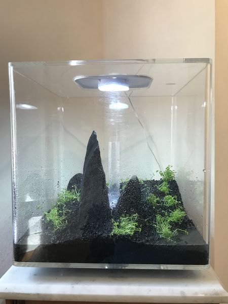 Lancement de mon aquarium avec la méthode DSM 352aa410