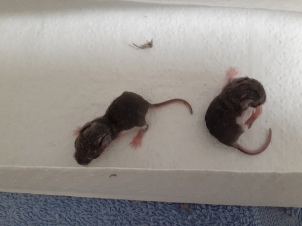 Never had mice or rats as pets before... 20200710