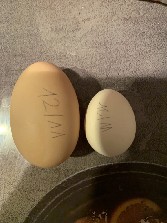 Un œuf jamais vu… j’espère que c’est pas un problème! Image11