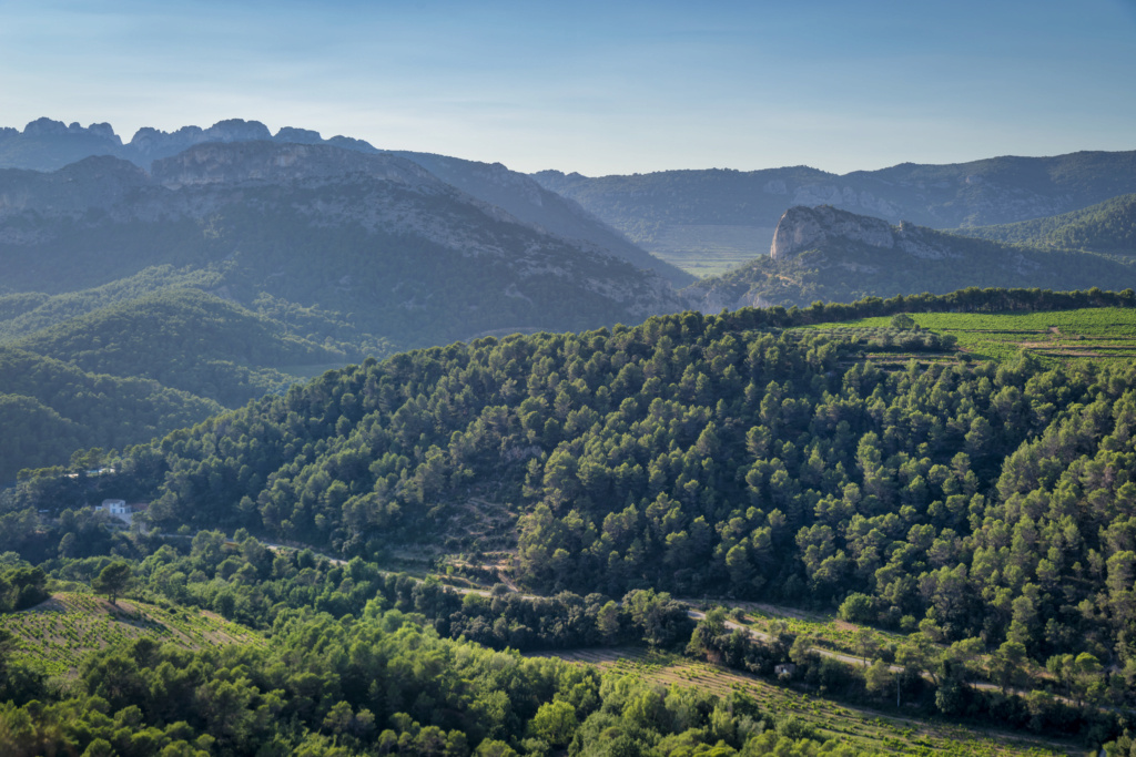 [Paysages]  ☞ Dentelles de Montmirail, La Roque-Alric - Juillet 2024 Img53110