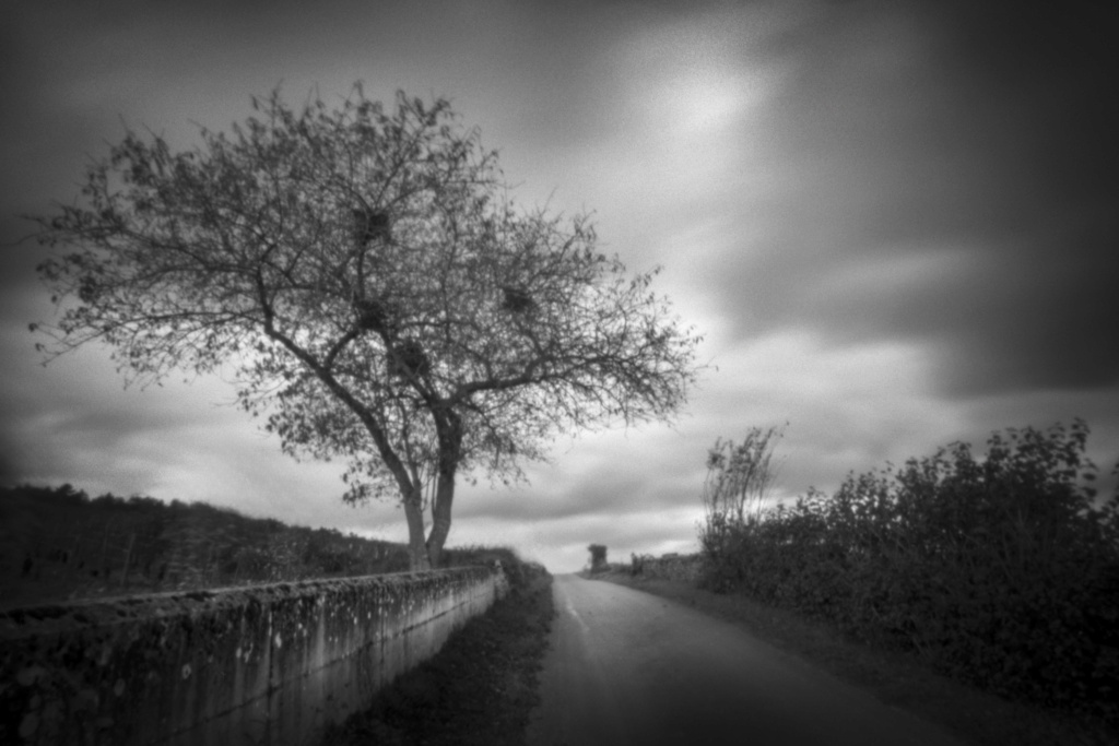 [Paysages] ☞ Savigny-Lès-Beaune - Novembre 2024 Stenop23