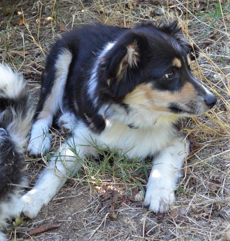 LES CHIOTS ONT 5 MOIS 08-08-10