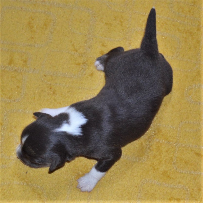 DES PHOTOS INDIVIDUELLES DE CHAQUE CHIOT A 1 SEMAINE 27-03-15