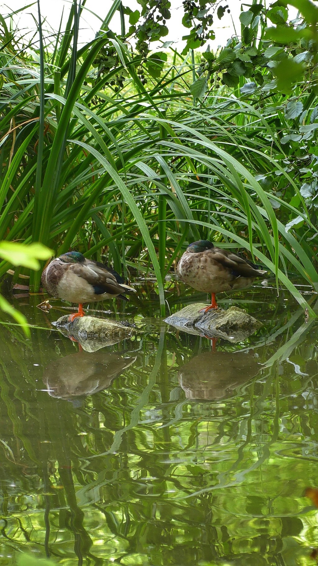 Canard colvert  11301411