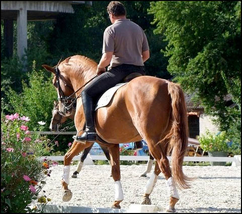 • Chevaux de Mag '&' Mug. Image210