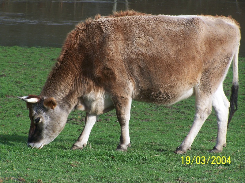 Vache Gersiaise 29nov211