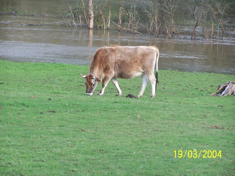 Vache Gersiaise 29nov212