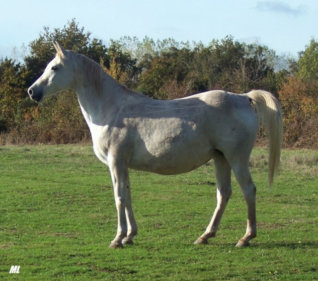 poulinières arabes 2610_011