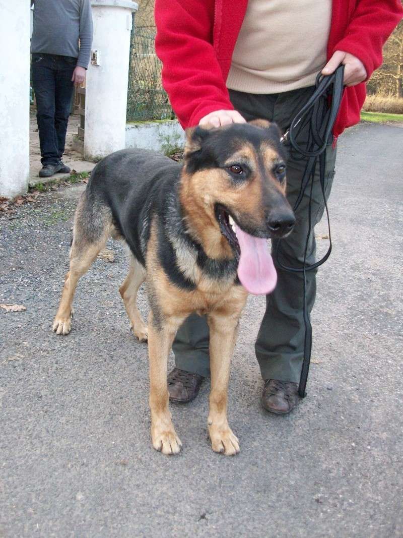 Baloo croisé berger allemand/beauceron 2 ans Baloo_11