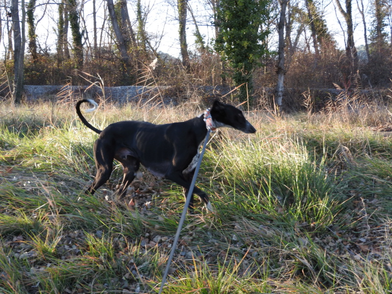 Léonn galgo noir à l'adoption "Scooby France " Adopté  - Page 8 Dscn9414