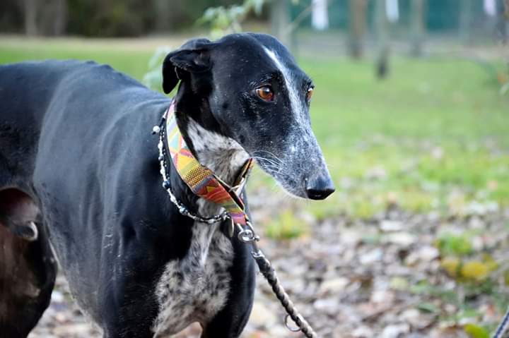 Léonn galgo noir à l'adoption "Scooby France " Adopté  - Page 15 Fb_img12