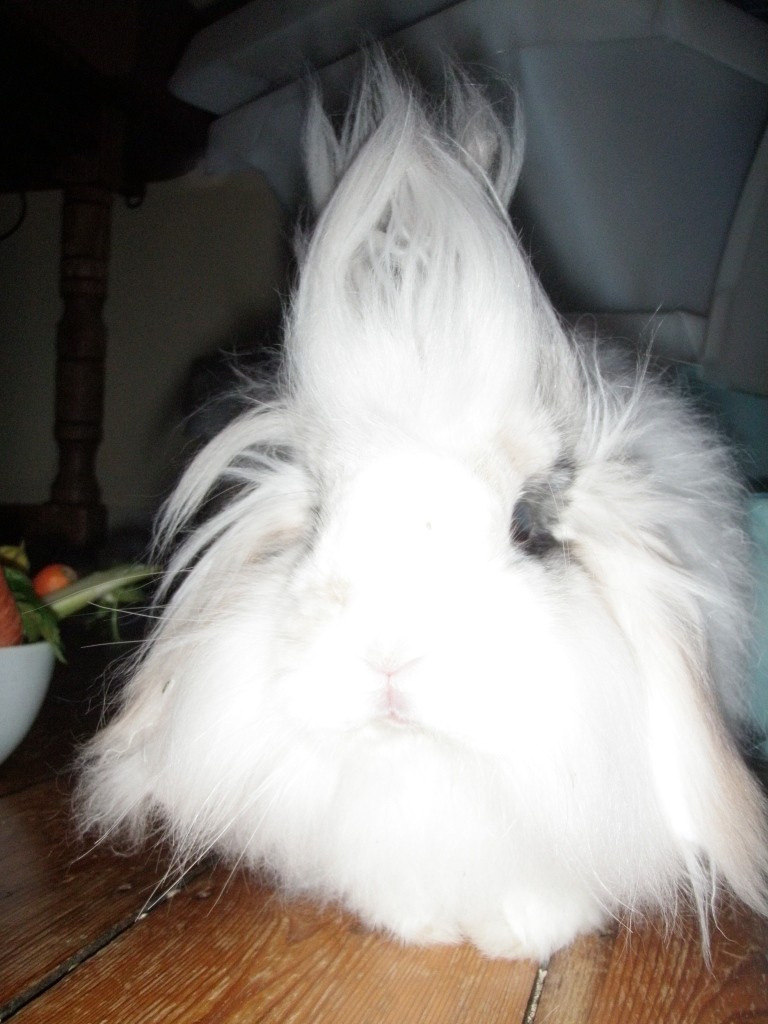 Arthur Et Les Minimoys Boule Blanche Sacha, lapine géant des flandres albinos, news p9 - Les autres animaux - Nimo