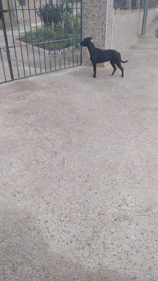 SOS Cachorrito abandonado a pie de carretera Cadiz. Cachor10