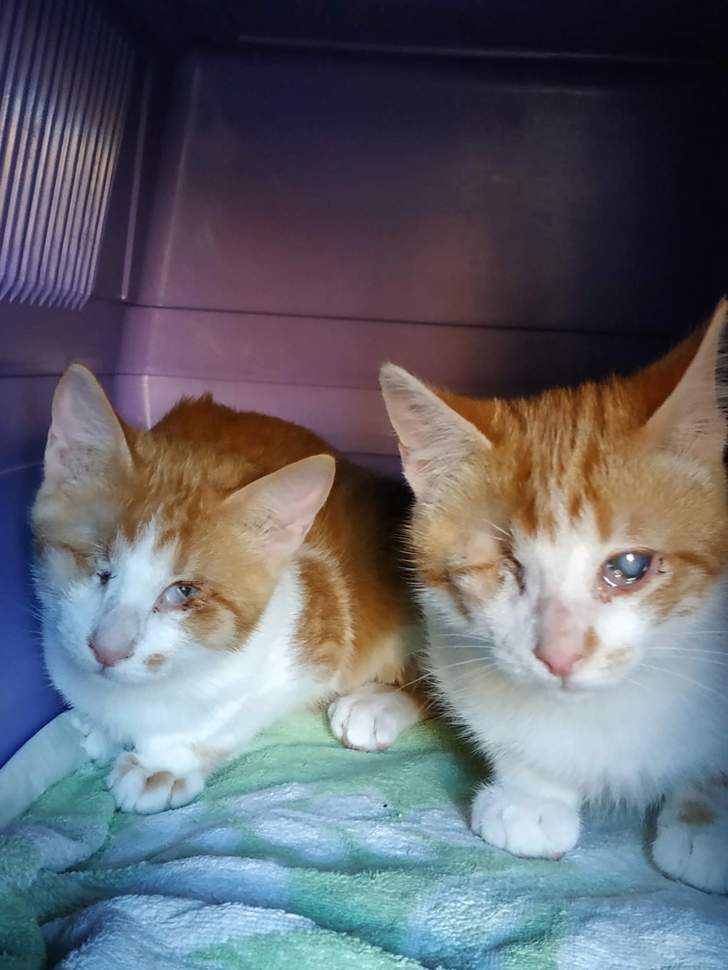 madrid - Gatitos que han perdido un ojito, buscan una familia en Madrid. Gatito10