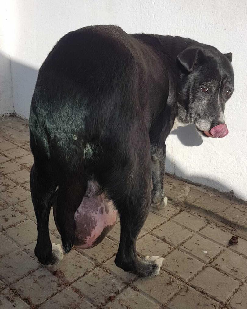 SOS Perrita con un tumor enorme abandonada en la calle en Huelva. Negra_10