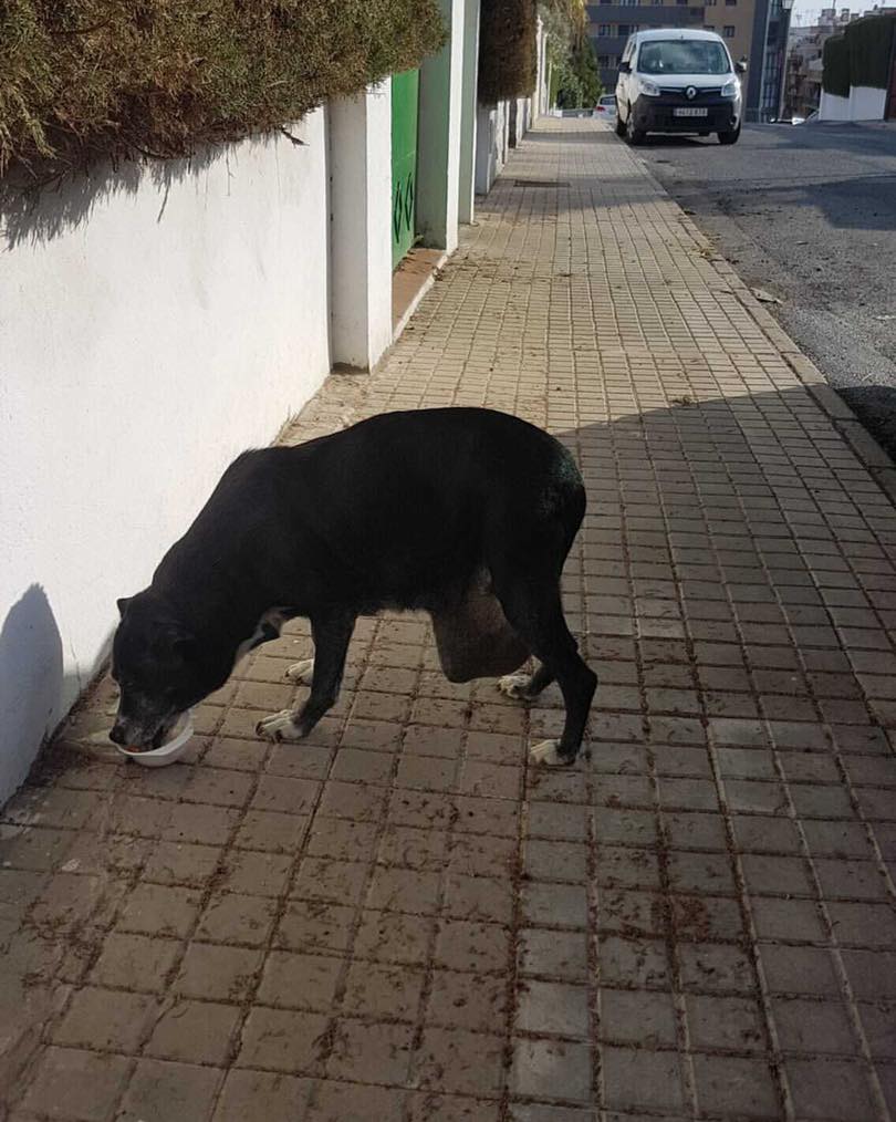 SOS Perrita con un tumor enorme abandonada en la calle en Huelva. Negra_11
