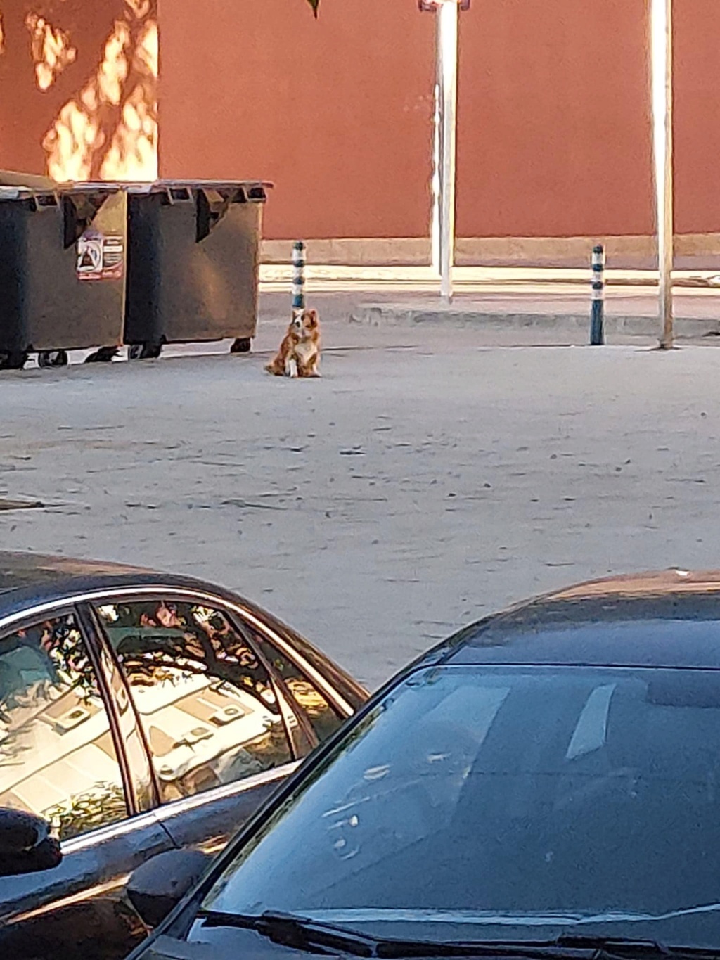 Perrita mayor abandonada en Sevilla SOS! Perrit10