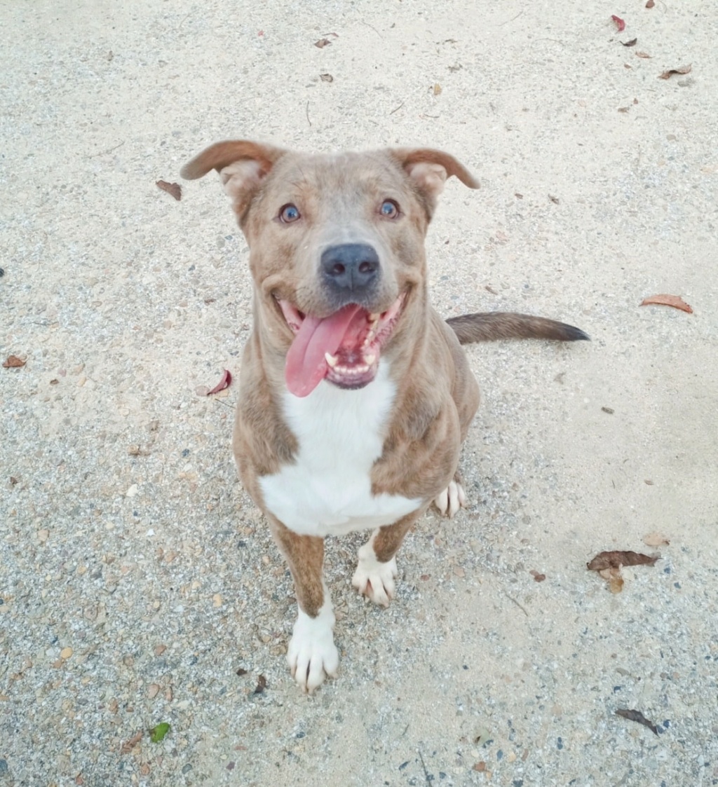 Thor, precioso american Stanford muy cariñoso. Perrera de Madrid. Thor10