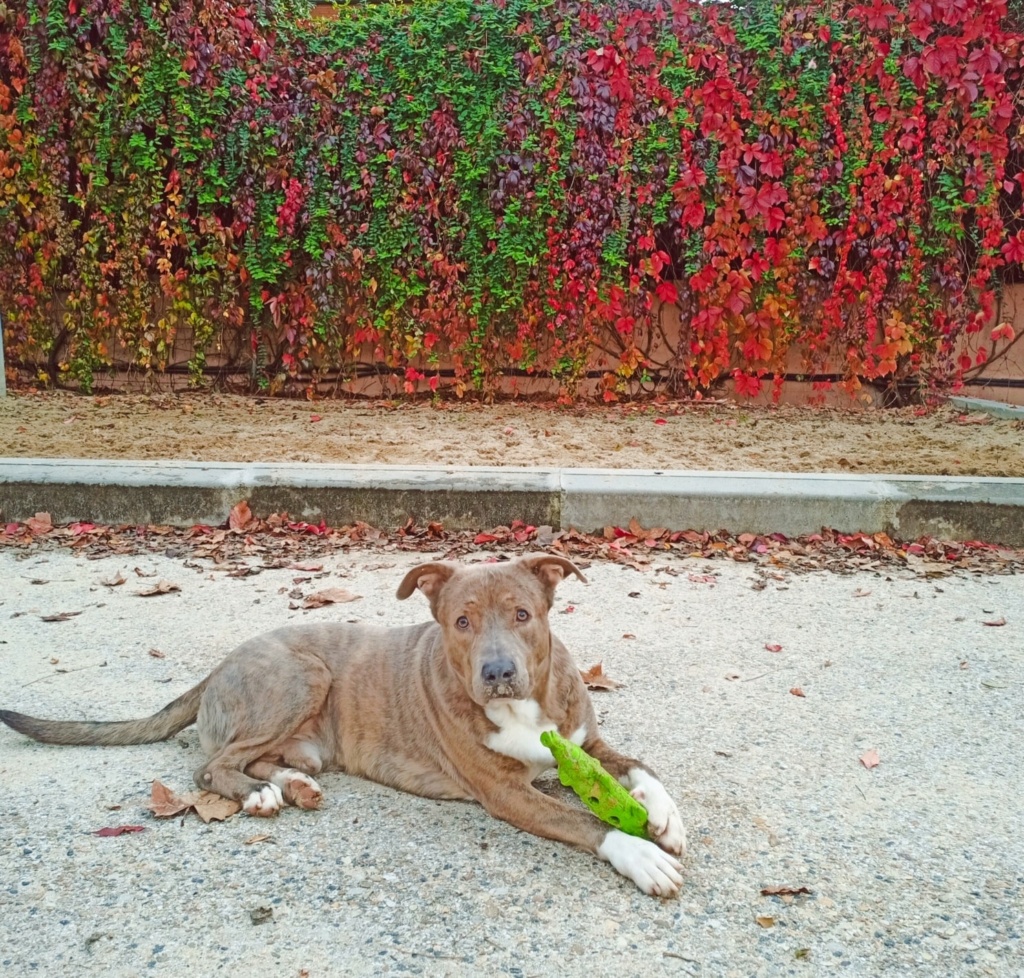 madrid - Thor, precioso american Stanford muy cariñoso. Perrera de Madrid. Thor311