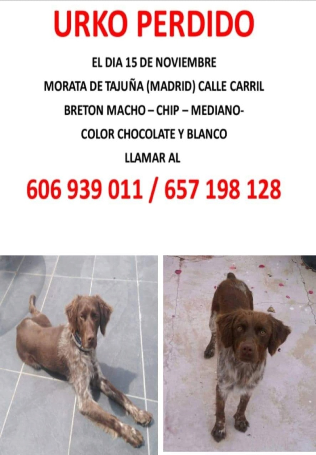 madrid - Urko se ha perdido en Morata de Tajuña Madrid. Urko_p10