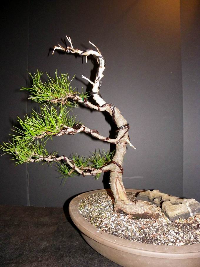Pinus Contorta Mccurd11