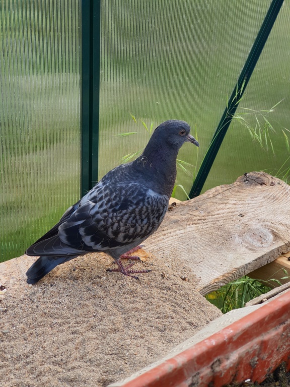 Pigeon - Jeune pigeon au sol, que faire? 20210539