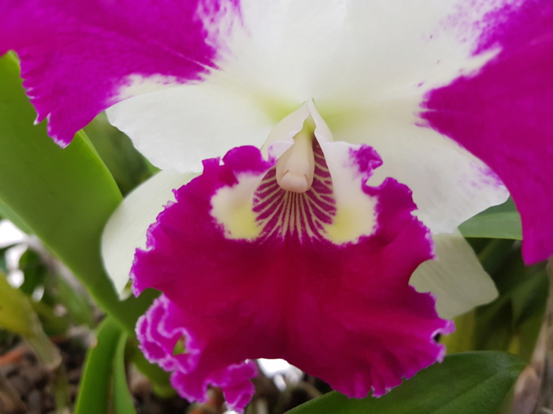 Cattleya White Spark 'Panda' 20191115