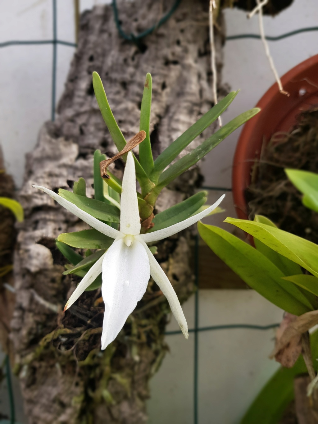 Angraecum didieri Angrae20