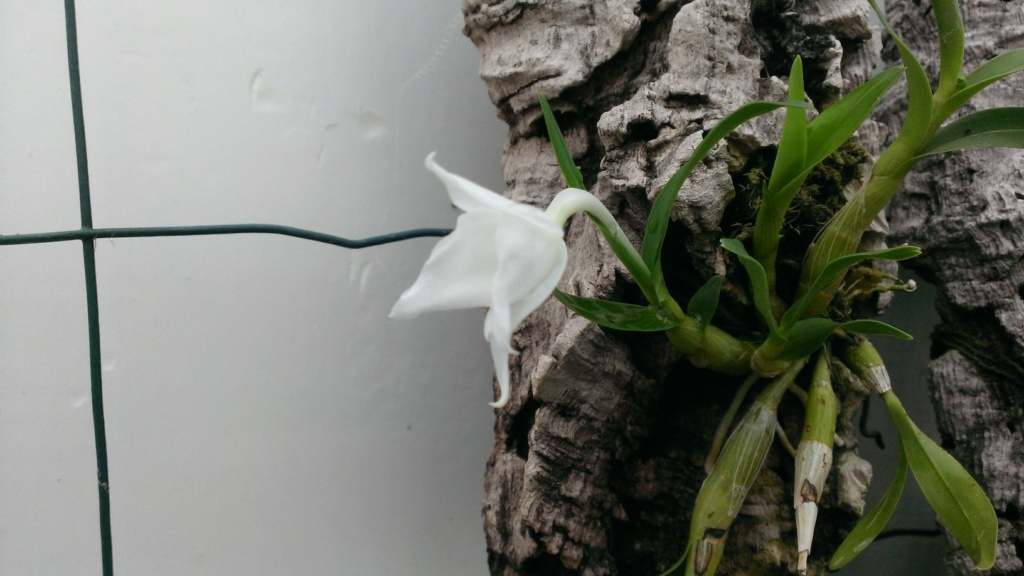 Dendrobium obtusisepalum  Wp_20125