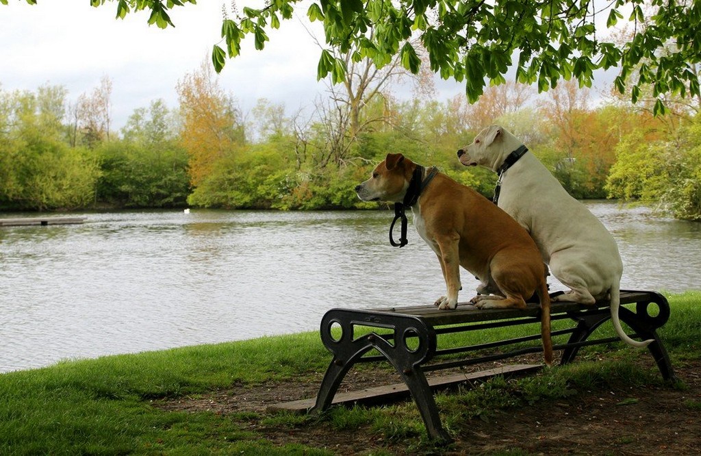 Concours photo du mois de juin 2019 - Thème : "Mettre en valeur un banc" (terminé) Dsc_0049