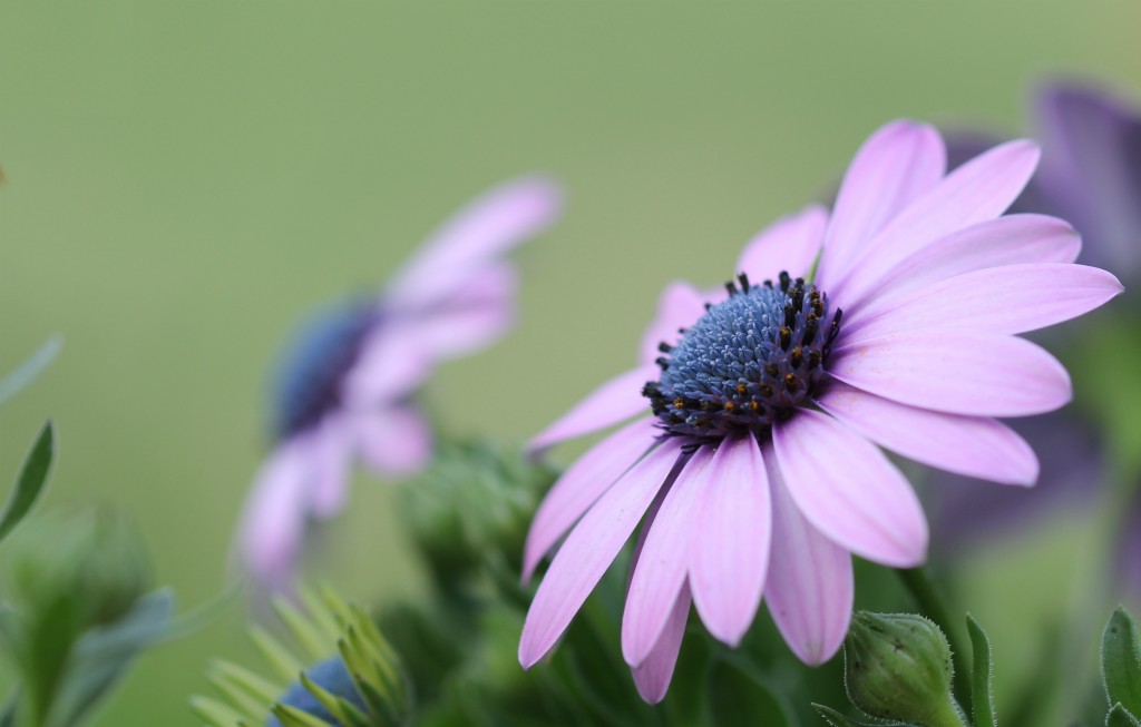 Concours photo du mois de novembre 2019 - Thème : "Une fleur que vous aimez" (terminé) Dsc_0066