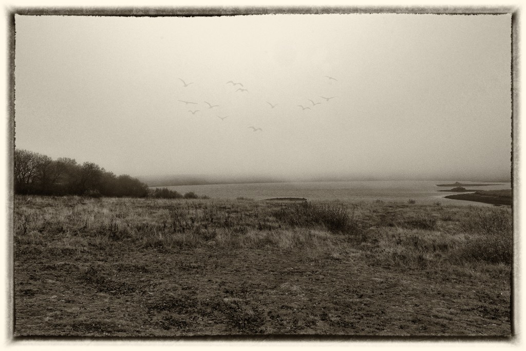 Concours photo du mois de novembre 2021 - Thème : "Novembre ou Brumaire, le mois des brouillards et des brumes" (terminé) - Page 2 Dsc_0136