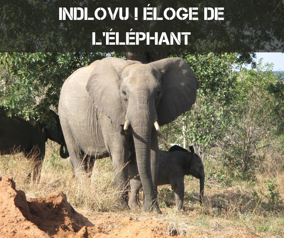 l'éléphant  90722910