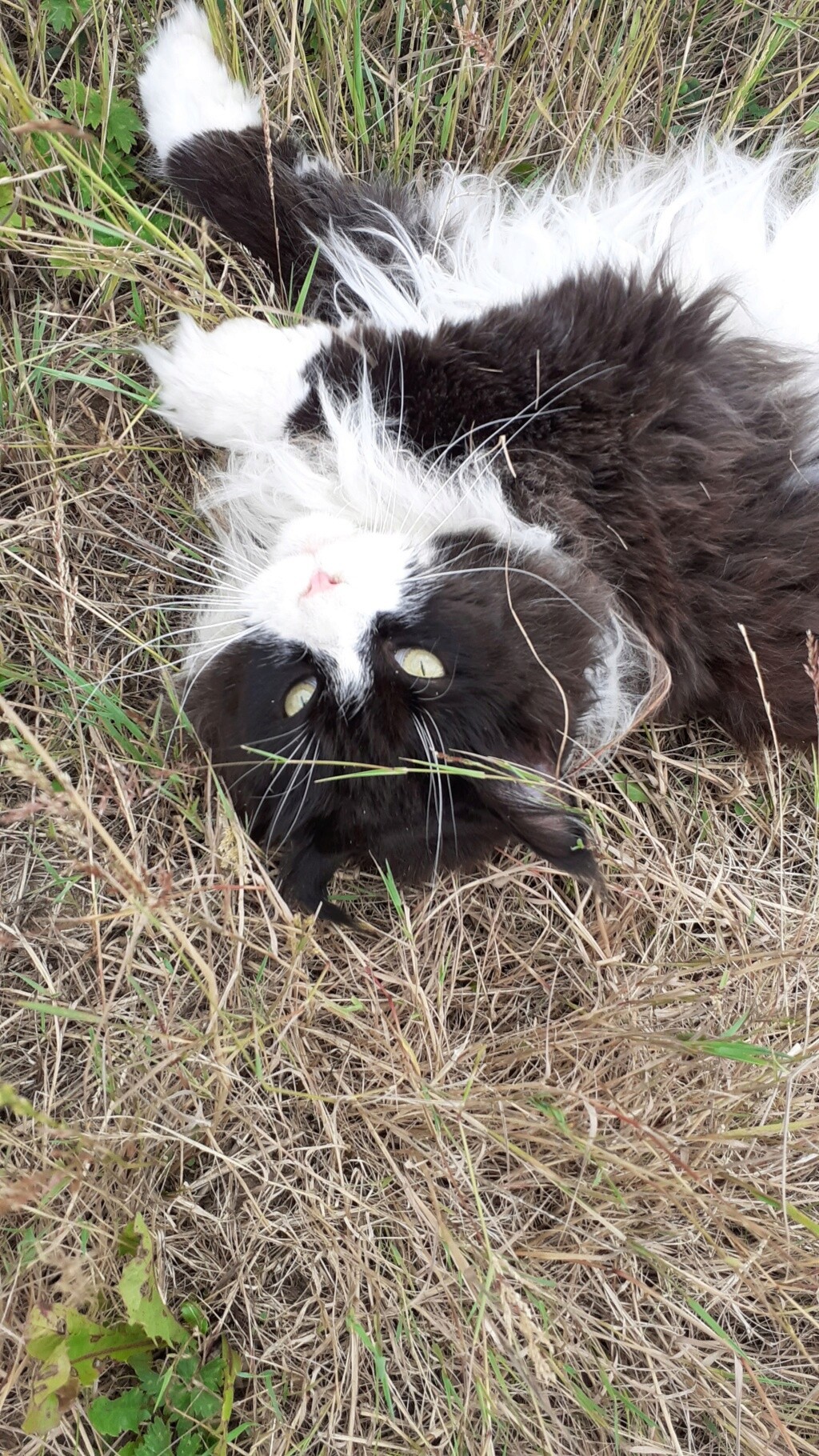 pour les amoureux des chats - Page 37 20220628