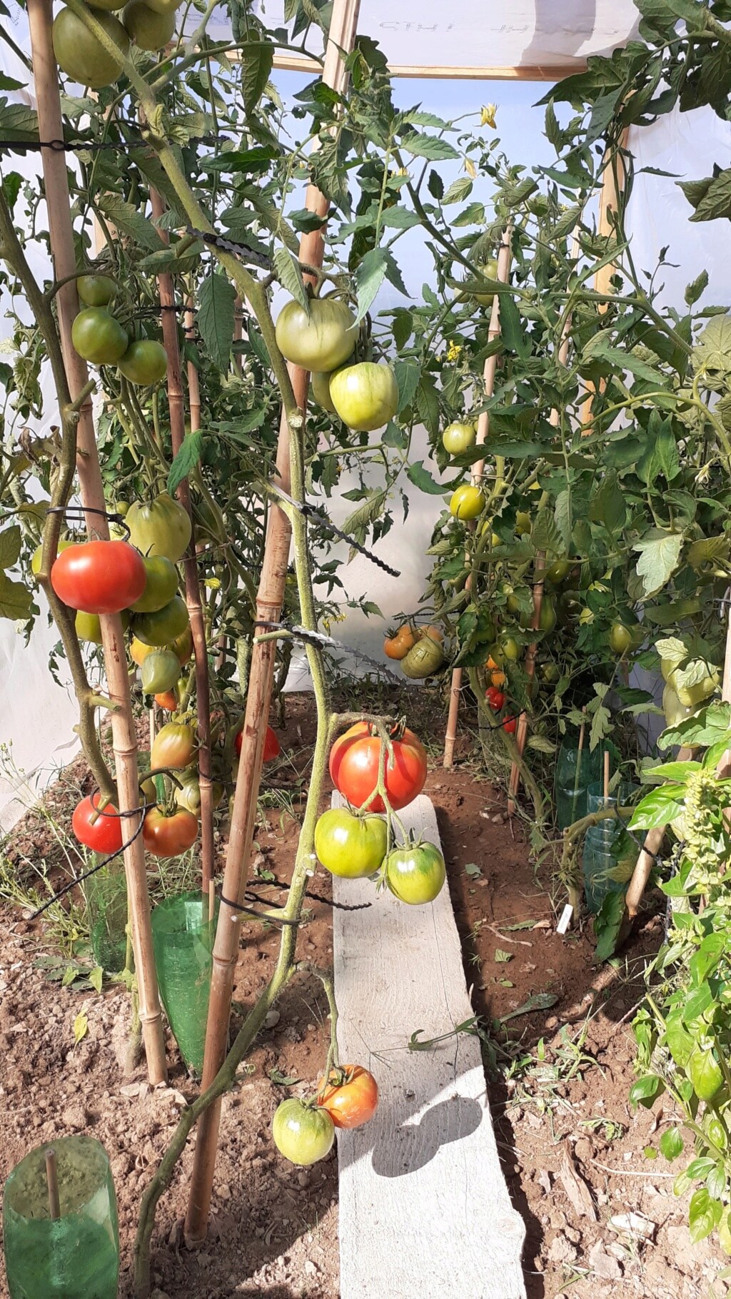 Tomates 2019 - 2020 - 2021 - 2022 - Page 4 20220815