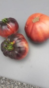 Tomates 2019 à 2023 - Page 12 20230716