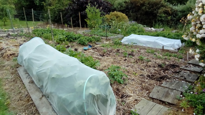Potager d'orion 2018 et 2019 - Page 4 P_201390