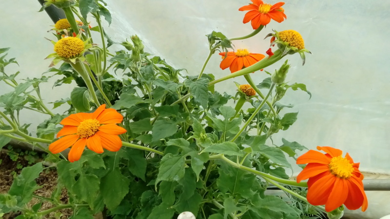Zinnia ? Non tithonia P_201530