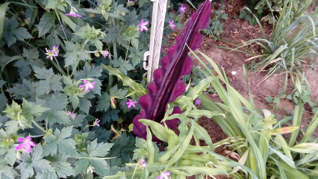 Gouet serpentaire dracunculus vulgaris - Page 12 P_201678