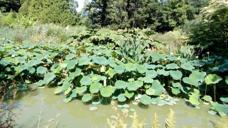 Parc botanique et animalier de branféré P_201892