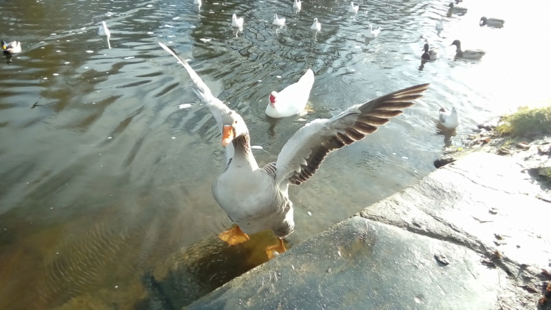 les oiseaux et petites bêtes au cours de nos balades - Page 21 P_201916