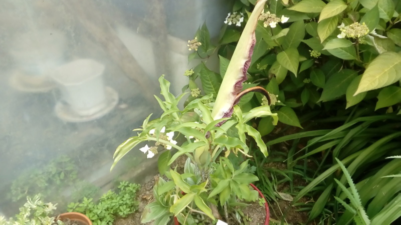 Gouet serpentaire dracunculus vulgaris - Page 10 P_202334