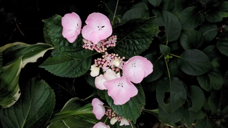 les hortensias . - Page 36 P_202485