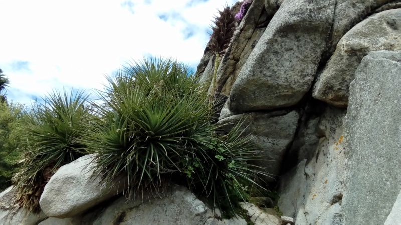 Le jardin botanique de Roscoff  - Page 2 P_202575