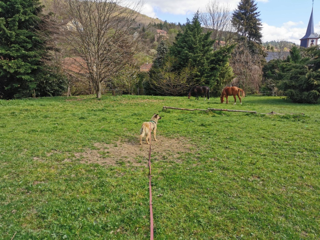 Mochi (ex Ayana) - Femelle - Fourrière de Târgu Frumos- En Famille d'Accueil dans le 67- Réservée adoption 67 27826710