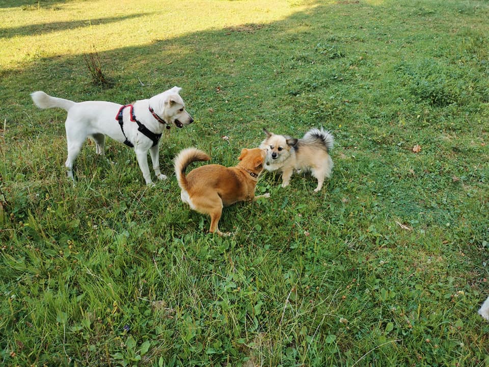 Canelle - Femelle - Fourrière de Târgu Frumos- adoptée dans le 67 29554910